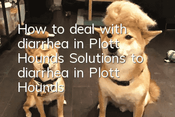 How to deal with diarrhea in Plott Hounds Solutions to diarrhea in Plott Hounds