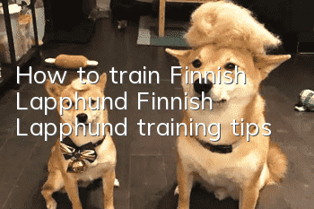 How to train Finnish Lapphund Finnish Lapphund training tips