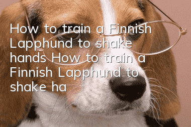 How to train a Finnish Lapphund to shake hands How to train a Finnish Lapphund to shake hands
