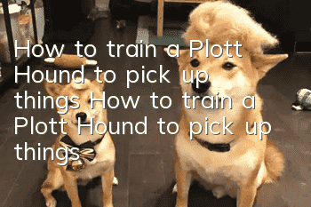 How to train a Plott Hound to pick up things How to train a Plott Hound to pick up things