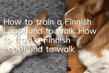 How to train a Finnish Lapphund to walk? How to train a Finnish Lapphund to walk?