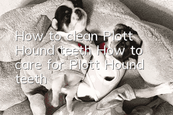 How to clean Plott Hound teeth How to care for Plott Hound teeth