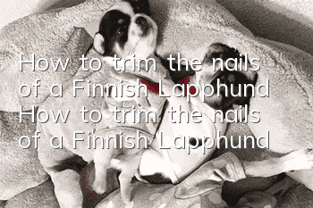 How to trim the nails of a Finnish Lapphund How to trim the nails of a Finnish Lapphund