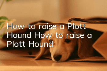 How to raise a Plott Hound How to raise a Plott Hound