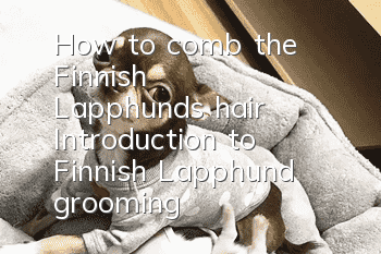 How to comb the Finnish Lapphund's hair? Introduction to Finnish Lapphund grooming
