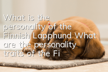 What is the personality of the Finnish Lapphund? What are the personality traits of the Finnish Lapphund?