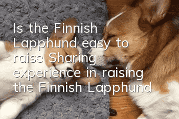 Is the Finnish Lapphund easy to raise? Sharing experience in raising the Finnish Lapphund