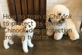 How to train a Chinook to protect its owner Chinook dog protection training tutorial