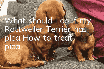 What should I do if my Rottweiler Terrier has pica? How to treat pica?