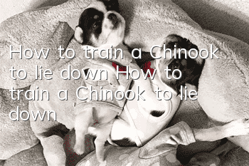 How to train a Chinook to lie down How to train a Chinook to lie down