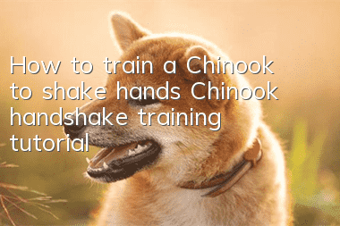 How to train a Chinook to shake hands Chinook handshake training tutorial