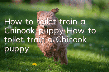How to toilet train a Chinook puppy How to toilet train a Chinook puppy