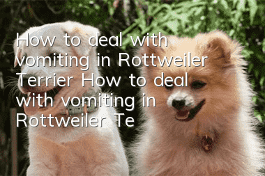How to deal with vomiting in Rottweiler Terrier How to deal with vomiting in Rottweiler Terrier