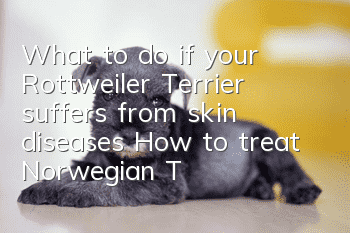 What to do if your Rottweiler Terrier suffers from skin diseases? How to treat Norwegian Terrier skin diseases?