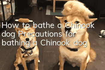 How to bathe a Chinook dog? Precautions for bathing a Chinook dog