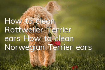 How to clean Rottweiler Terrier ears How to clean Norwegian Terrier ears