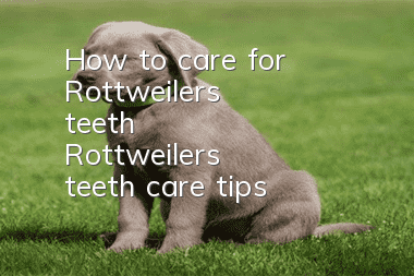 How to care for Rottweiler's teeth Rottweiler's teeth care tips