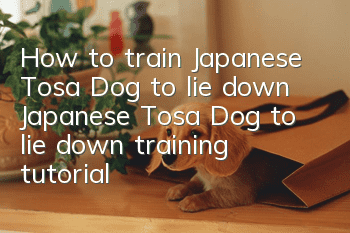 How to train Japanese Tosa Dog to lie down Japanese Tosa Dog to lie down training tutorial