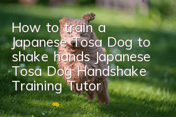How to train a Japanese Tosa Dog to shake hands Japanese Tosa Dog Handshake Training Tutorial