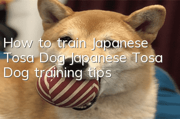 How to train Japanese Tosa Dog Japanese Tosa Dog training tips