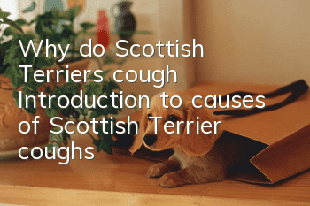 Why do Scottish Terriers cough? Introduction to causes of Scottish Terrier coughs