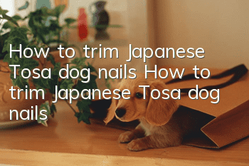 How to trim Japanese Tosa dog nails How to trim Japanese Tosa dog nails