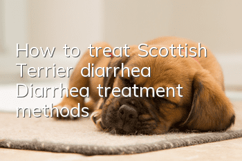 How to treat Scottish Terrier diarrhea Diarrhea treatment methods