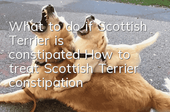 What to do if Scottish Terrier is constipated? How to treat Scottish Terrier constipation?