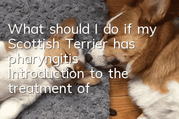 What should I do if my Scottish Terrier has pharyngitis? Introduction to the treatment of pharyngitis