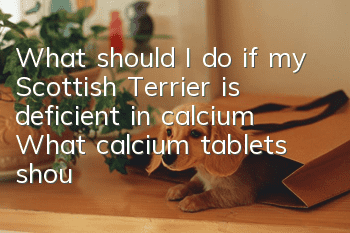 What should I do if my Scottish Terrier is deficient in calcium? What calcium tablets should I take if my Scottish Terrier is deficient in calcium?