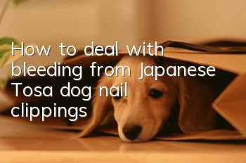 How to deal with bleeding from Japanese Tosa dog nail clippings