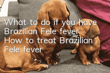 What to do if you have Brazilian Fele fever? How to treat Brazilian Fele fever?