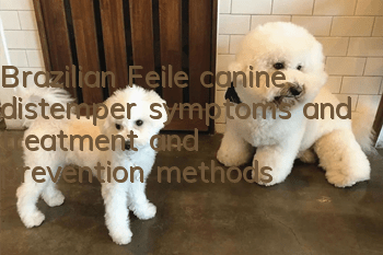 Brazilian Feile canine distemper symptoms and treatment and prevention methods
