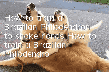How to train a Brazilian Philodendron to shake hands? How to train a Brazilian Philodendron dog to shake hands?