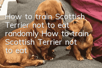 How to train Scottish Terrier not to eat randomly How to train Scottish Terrier not to eat randomly