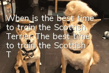 When is the best time to train the Scottish Terrier? The best time to train the Scottish Terrier
