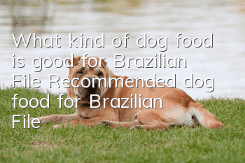 What kind of dog food is good for Brazilian File? Recommended dog food for Brazilian File