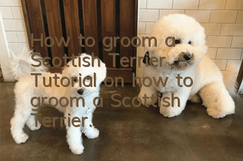 How to groom a Scottish Terrier? Tutorial on how to groom a Scottish Terrier.