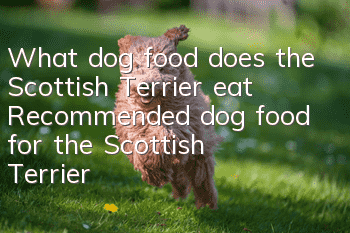What dog food does the Scottish Terrier eat? Recommended dog food for the Scottish Terrier