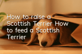How to raise a Scottish Terrier How to feed a Scottish Terrier