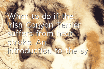 What to do if the Irish Canyon Terrier suffers from heat stroke. An introduction to the symptoms of heat stroke in the Irish Canyon Terrier.