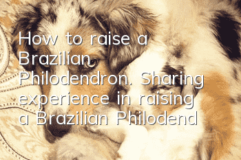 How to raise a Brazilian Philodendron. Sharing experience in raising a Brazilian Philodendron dog.
