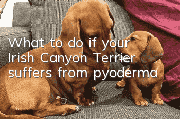 What to do if your Irish Canyon Terrier suffers from pyoderma