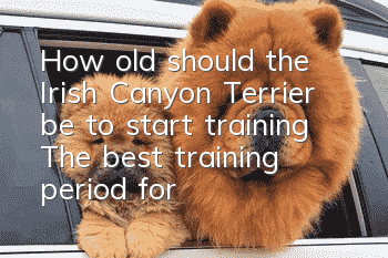 How old should the Irish Canyon Terrier be to start training? The best training period for the Irish Canyon Terrier