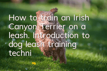 How to train an Irish Canyon Terrier on a leash. Introduction to dog leash training techniques.
