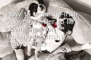 How to train the Irish Canyon Terrier to lie down. Tips for training the Irish Canyon Terrier to lie down.