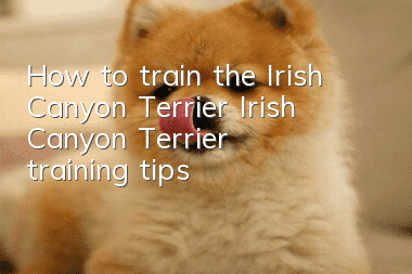 How to train the Irish Canyon Terrier Irish Canyon Terrier training tips