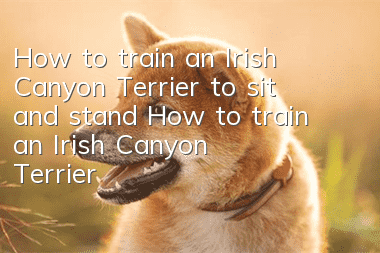 How to train an Irish Canyon Terrier to sit and stand How to train an Irish Canyon Terrier to sit and stand