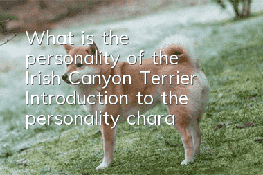 What is the personality of the Irish Canyon Terrier? Introduction to the personality characteristics of the Irish Canyon Terrier