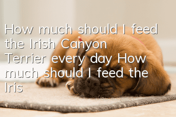How much should I feed the Irish Canyon Terrier every day? How much should I feed the Irish Canyon Terrier?